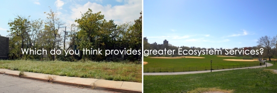 Which do you think offers more value to the ecological community? The billiard-style lawn of Central Park, or the wildflower patch on these vacant lots of Baltimore?