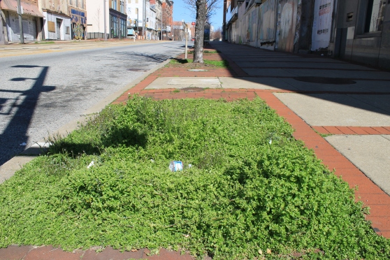 Empty tree pit on Howard Street, filled with "weeds" and trash
